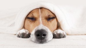 A dog's eyes are closed as one of the signs of nausea in dogs in a photo of a beagle dog's face and paws poking out of a white blanket.