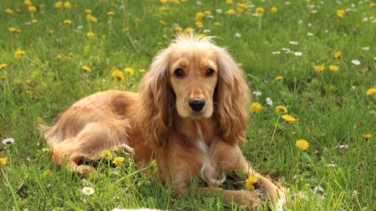 oral melanoma is the most common oral cancer in dogs. In this photo, a beautiful cocker spaniel lies in a green field with yellow dandelions and white daisies