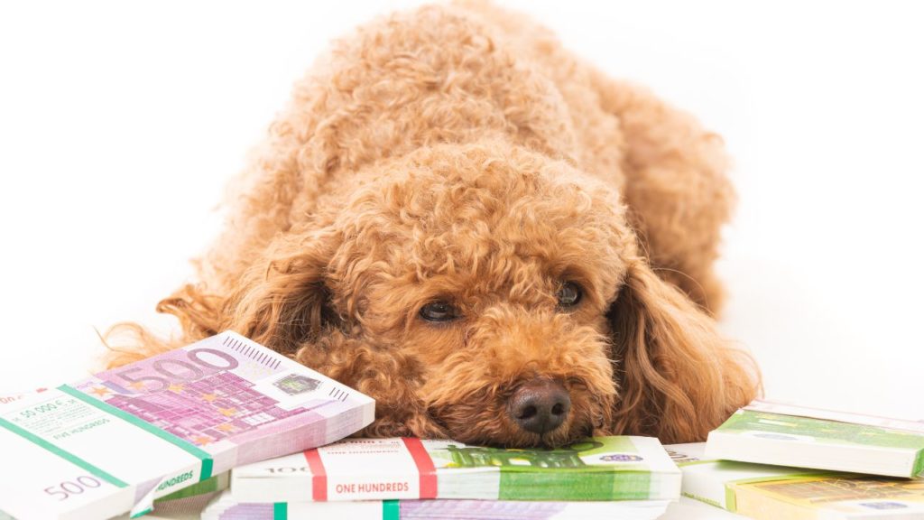 Dog lying down on piles of money