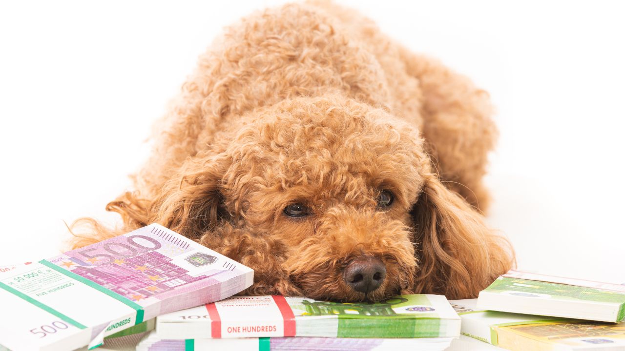 How Much Does Radiation Therapy Cost For Dogs