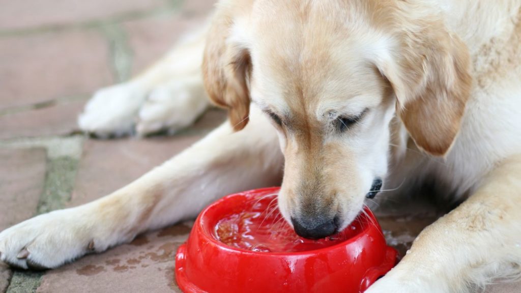 Pharmaceuticals in drinking water are a problem, especially for dogs who play in open waterways.