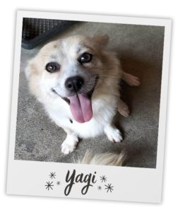A photo of a cute smiling dog named Yagi in a Polaroid frame.