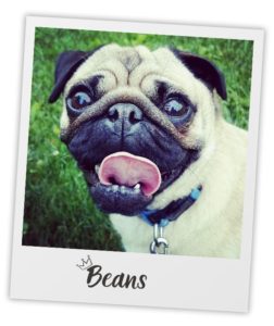 Tasha McNerney_Heart Dog_Beans_pol