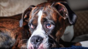 Testicular Cancer in Dogs