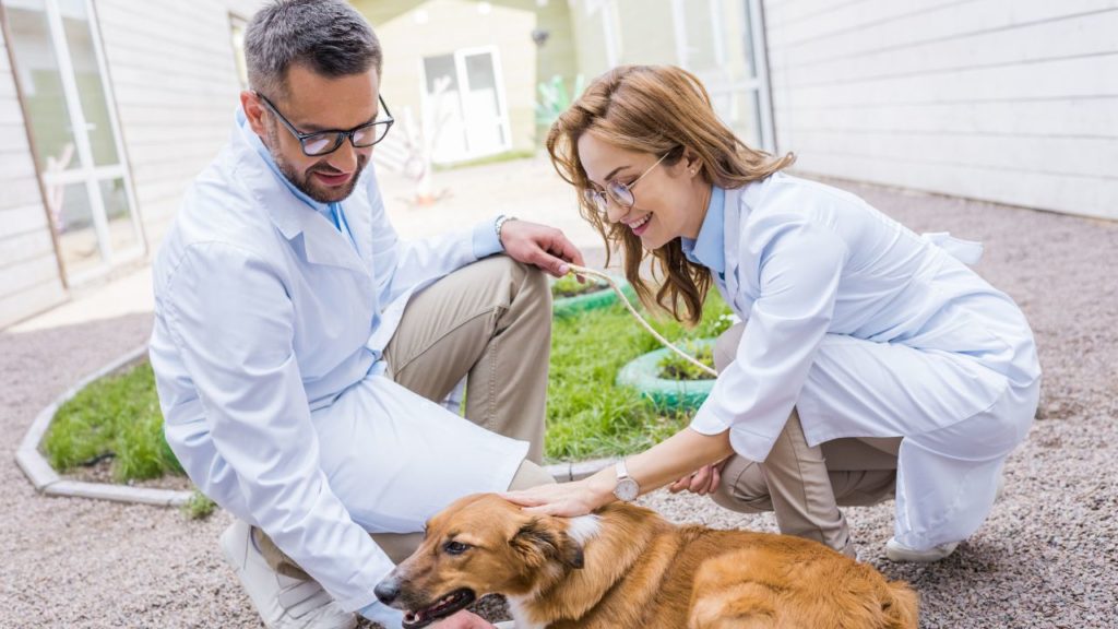 Should My Dog See an Oncologist or Vet?