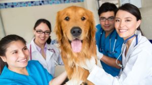 How to Find The Best Vet for Your Dog