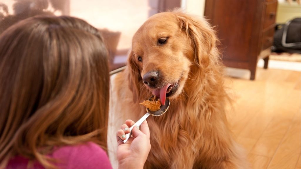 peanut butter Is Peanut Butter Bad for Dogs