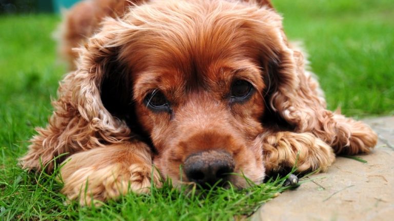 Curated visual reference: Visual Reference: Types Of Dog Cancer