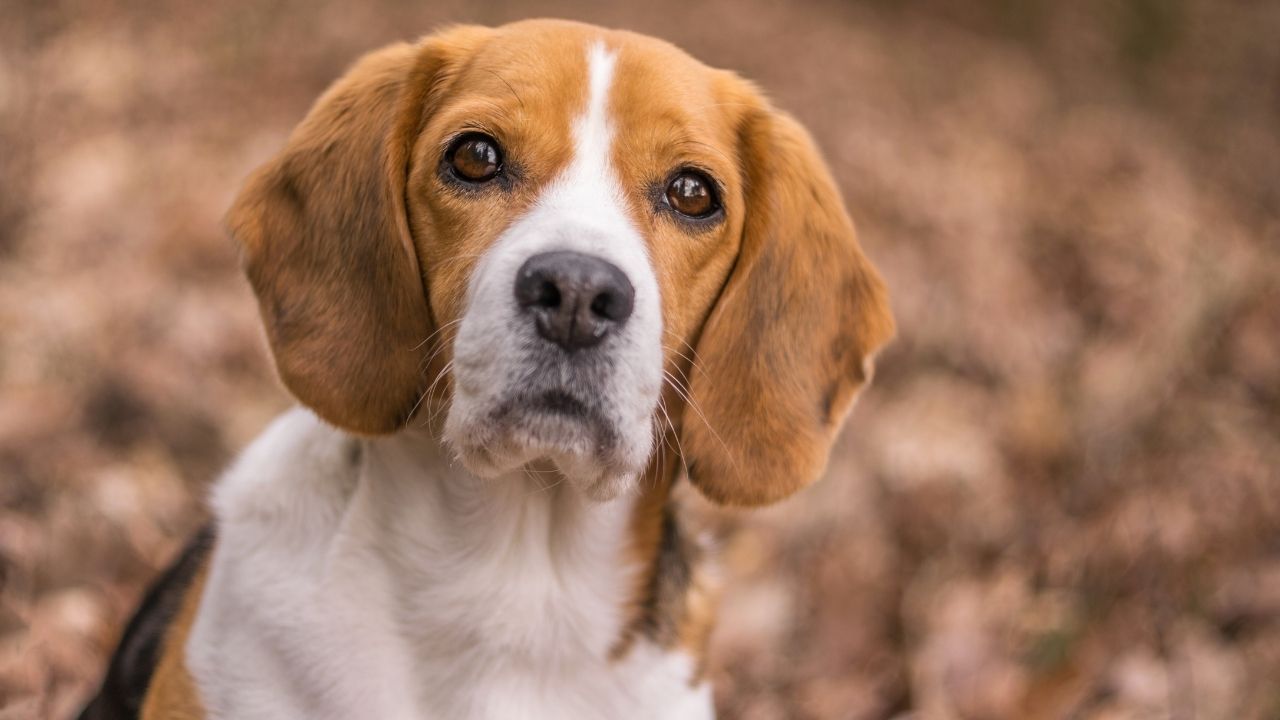 What Happens If My Dog Has Bladder Cancer