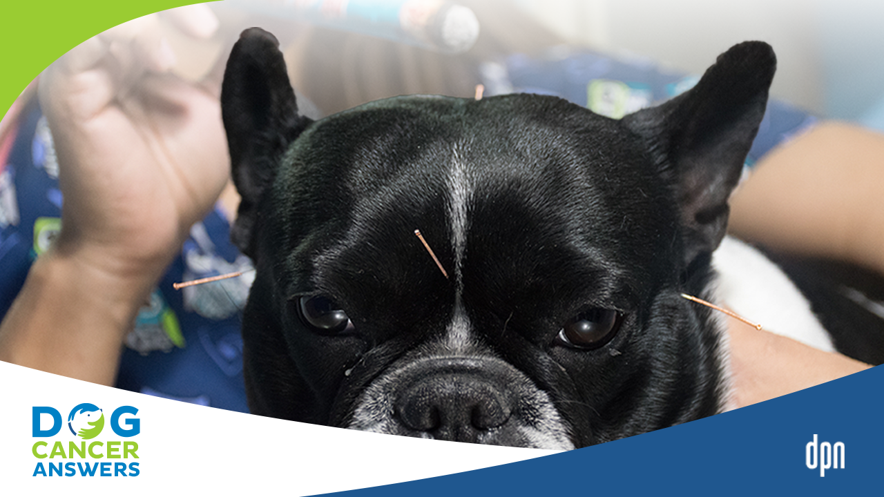 Acupuncture for Dog Cancer Dr. Narda Robinson