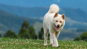 epulis in dogs: An Akita in a field with mountains in the background.