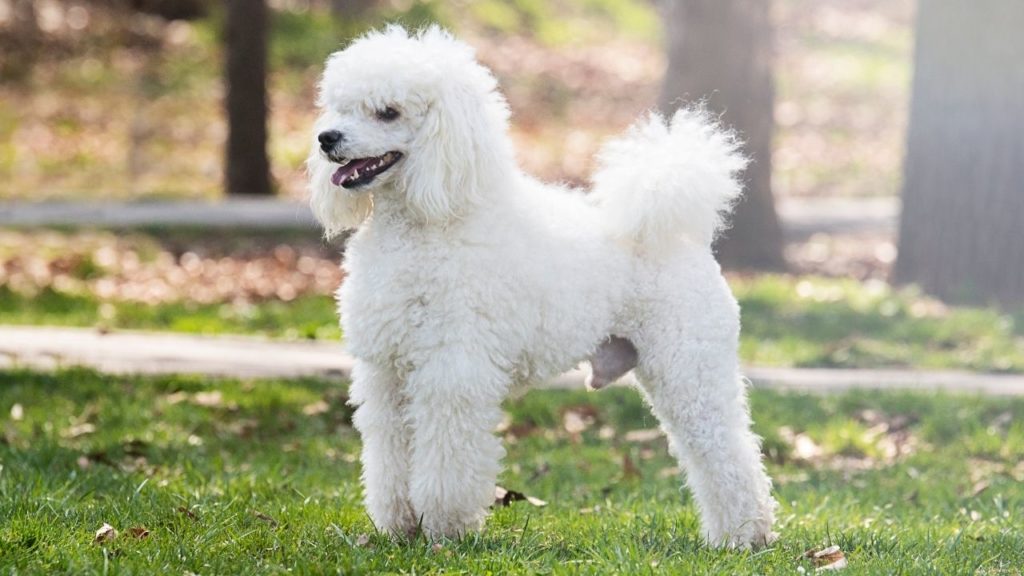 A white poodle, a breed that may have more likelihood to get liver cancer in dogs, liver cancer in dogs when to euthanize, liver cancer in dogs symptoms, symptoms of liver cancer in dogs, signs of liver cancer in dogs, dog liver cancer, final stage of liver cancer before death dog, dog liver cancer, dog liver cancer symptoms, how long can a dog live with liver cancer, dog liver cancer diet, canine liver cancer, symptoms of canine liver cancer, canine liver cancer symptoms, canine liver and spleen cancer, canine liver cancer causes