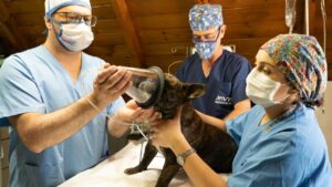 dog is masked with anesthetic gas