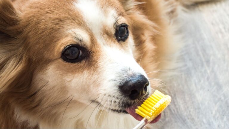 Brushing dogs teeth is simpler than you think, and it really pays off over time in better health, and even cancer prevention.