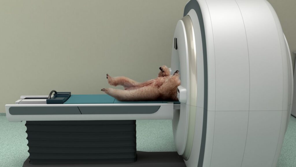 Computed Tomography (CT Scan) in Dogs