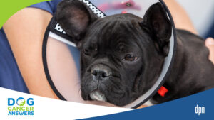 Pain Control for Dogs After Surgery