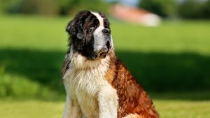 Fibrosarcoma in dogs can occur in any breed, but typically in older and larger dogs like this beautiful St. Bernard dog.
