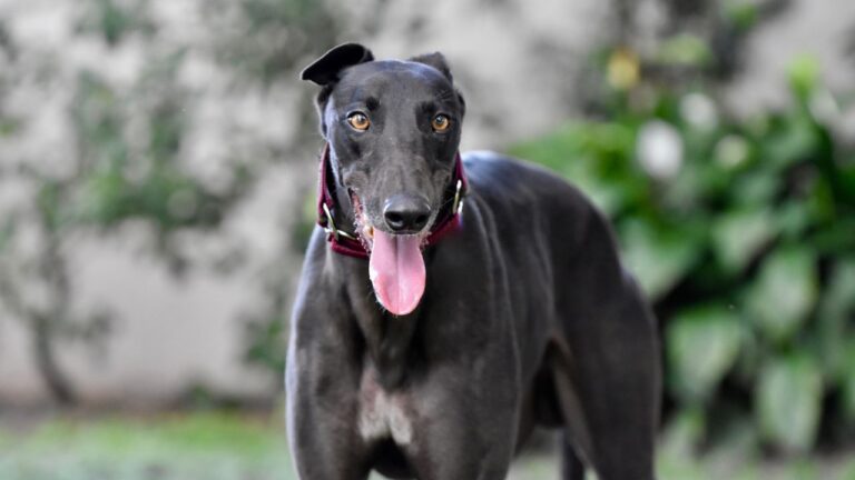 Photo inspiration: Breeds Of Dogs With Leukemia And Cancer Reference: Types Of Dog Cancer