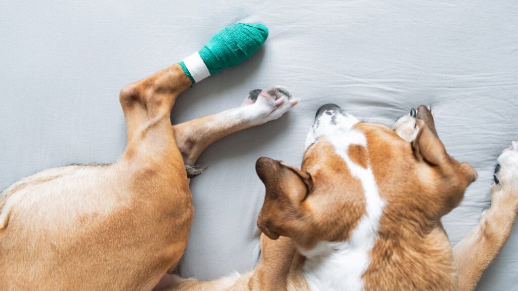 Wound Healing in Dogs