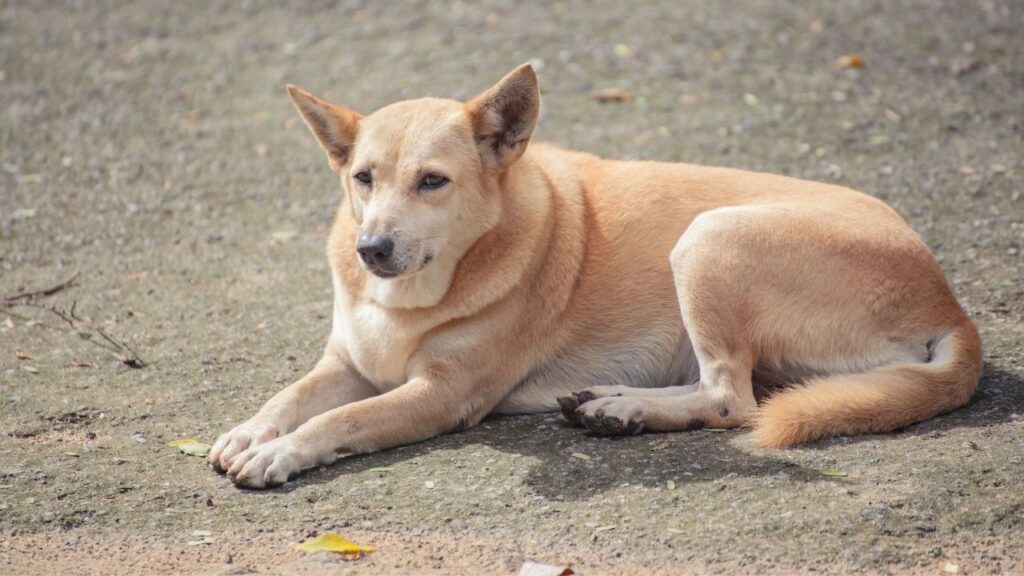 Lipomas in dogs are benign. They tend to happen in dogs who are overweight.