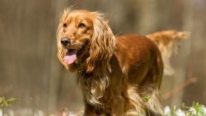 Mammary tumors in dogs can occur in any breed, but cocker spaniels are at elevated risk.