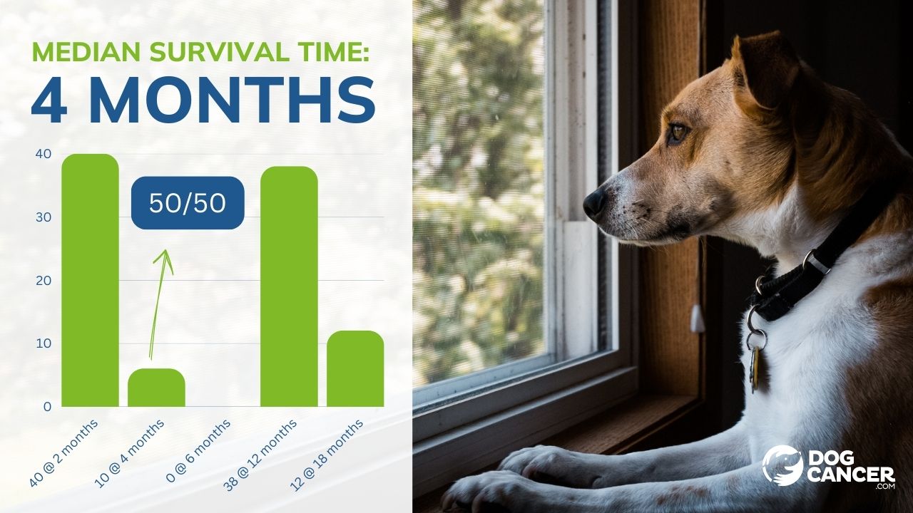 the median survival time meaning is often misunderstood. It sounds like a "real" number, but it doesn't apply to any specific dog.