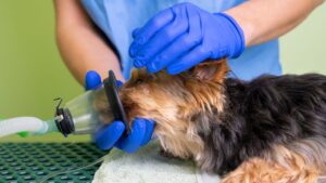 Oxygen Therapy for Dogs