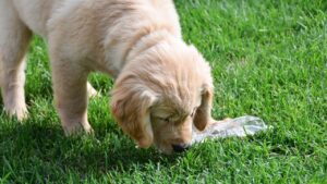 Can Plastic Cause Cancer in Dogs?