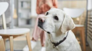 Soft Tissue Sarcoma in Dogs
