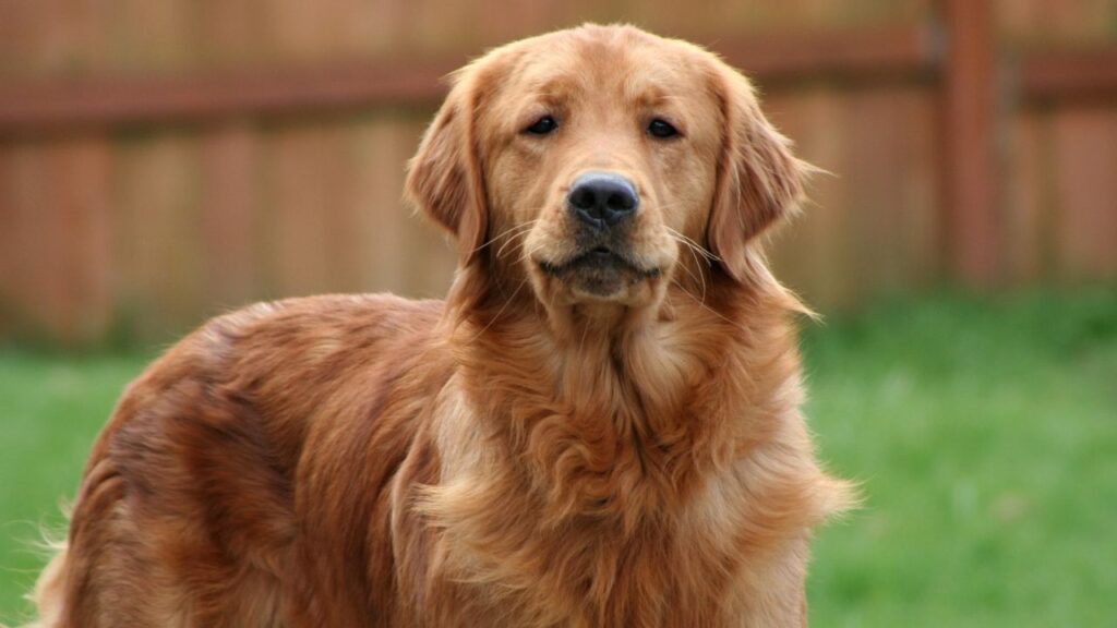 leukemia in dogs is rare, but golden retrievers and german shepherds are at higher risk.