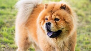 melanomas in dogs can happen in many breeds, but chows have an elevated risk