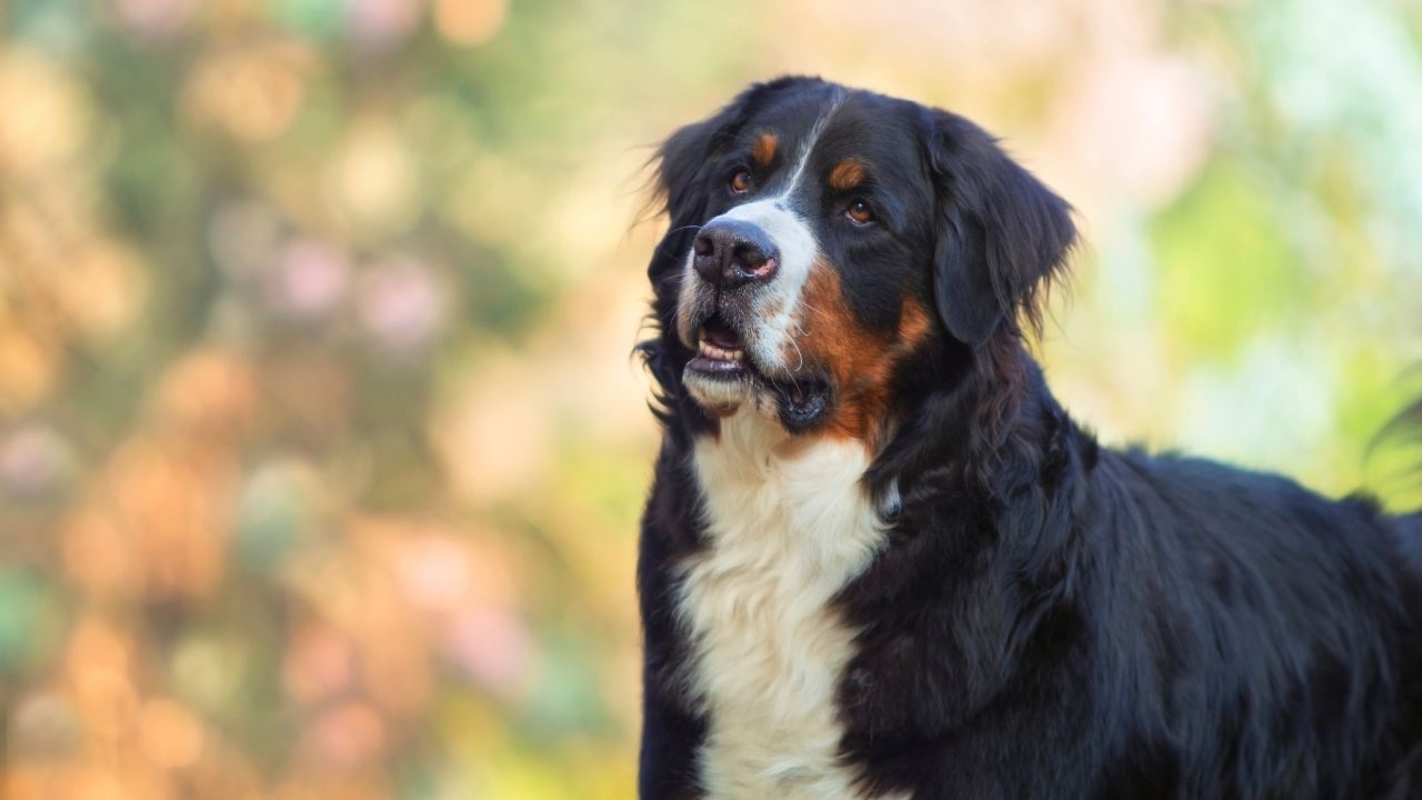 Soft Tissue Sarcoma in Dogs - DogCancer.com