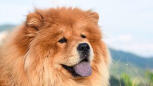 Stomach cancer in dogs is very rare, but chow chows have an increased risk.
