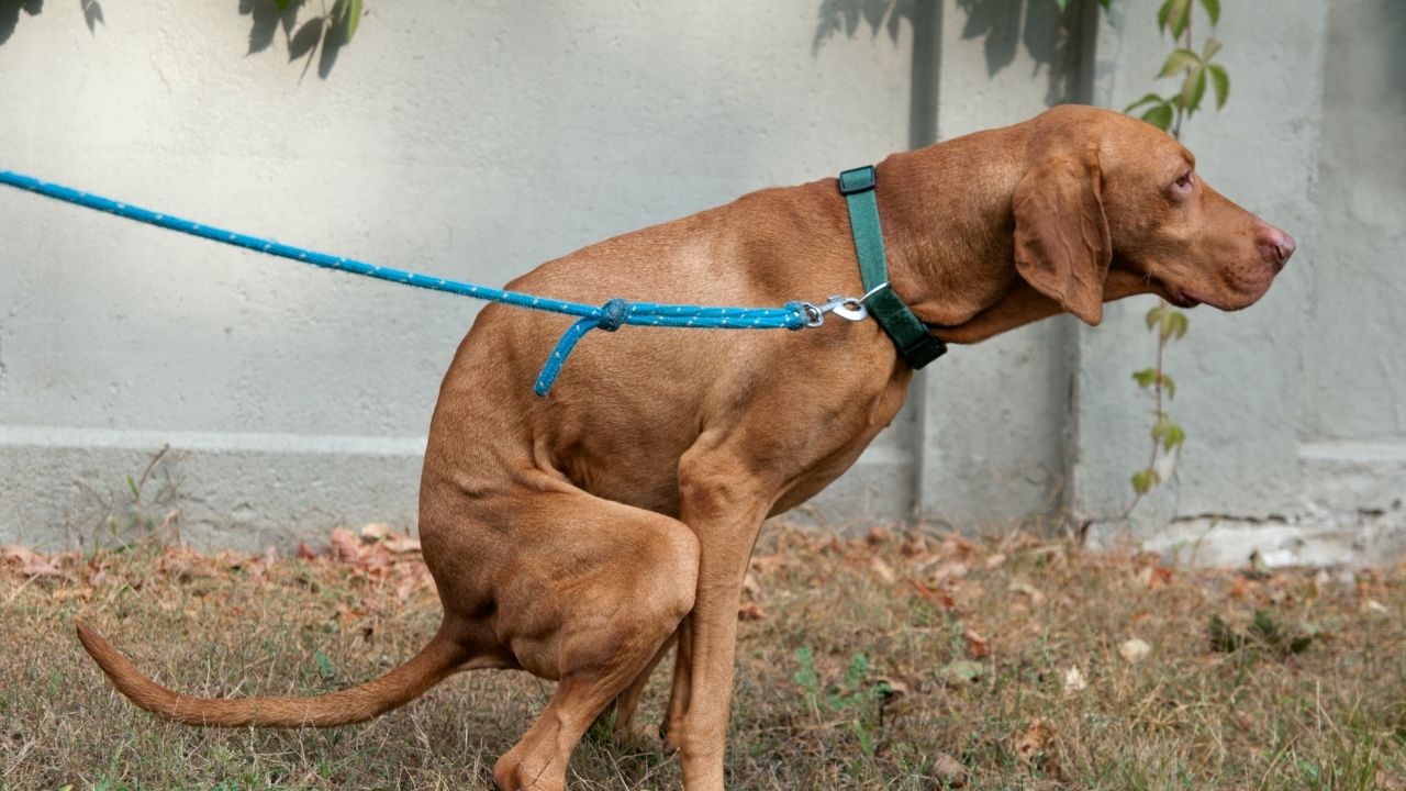 Blood In Dog Stool