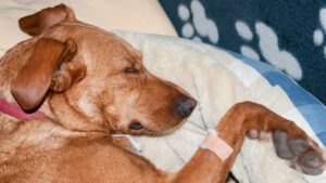 Bone marrow suppression in dogs is a serious side effect of chemotherapy. It can often be reversed, and is something your veterinarian will want to monitor.