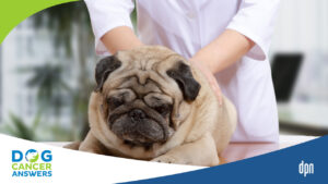 Medical Massage for Dogs with Dr. Narda Robinson