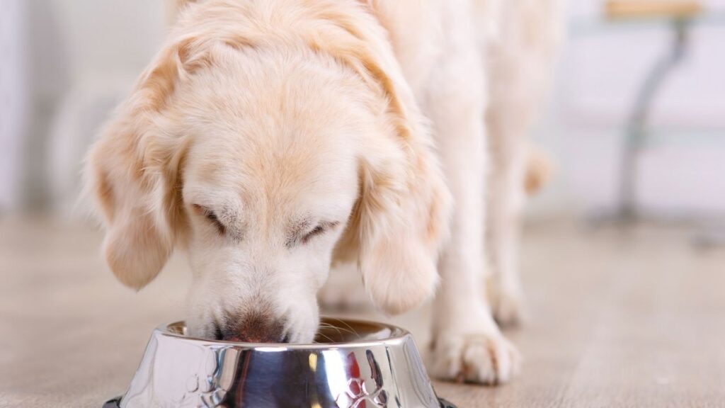 There is balance when feeding a dog with diabetes and cancer.