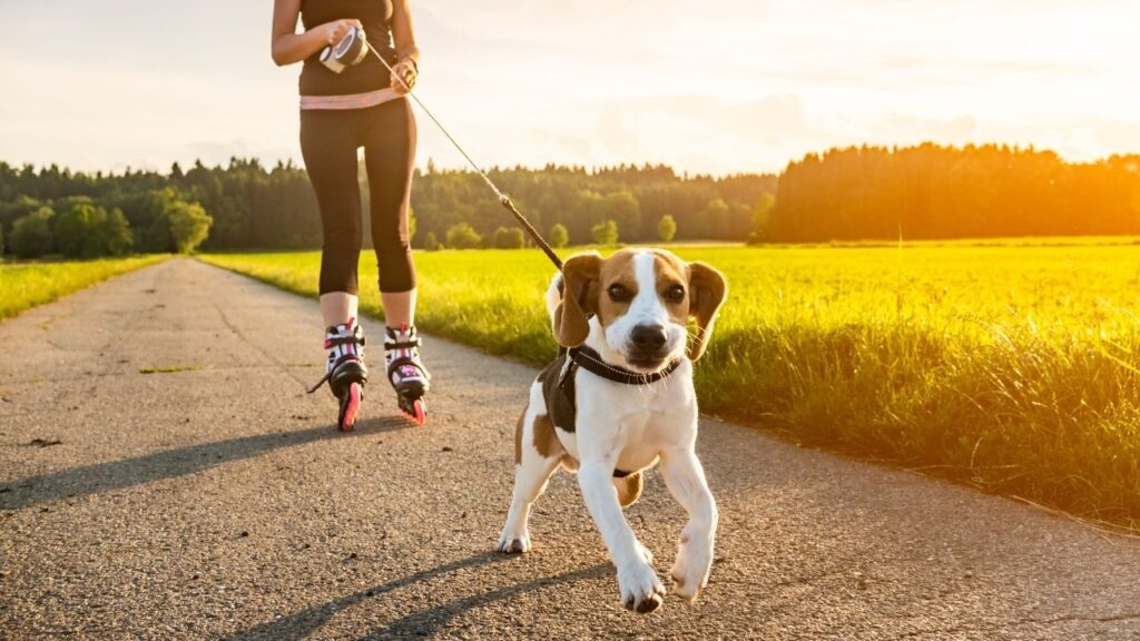 Exercise for dogs with cancer is an excellent idea. Do it!