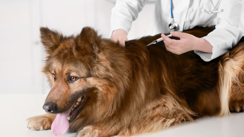 Fine needle aspiration is a common diagnostic test for dogs with suspicious masses.