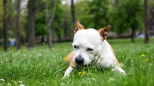 Lawn Chemicals Herbicides Pesticides are all implicated in cancer, and minimizing exposure for yourself and your dog is important.