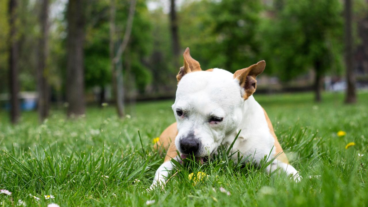 Photo inspiration: Fresh Look at Lawn Chemicals Herbicides And Pesticides
