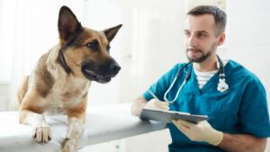 Your first oncology appointment is important: it sets your dog's cancer treatments up for success.