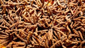 cordyceps for dogs with cancer