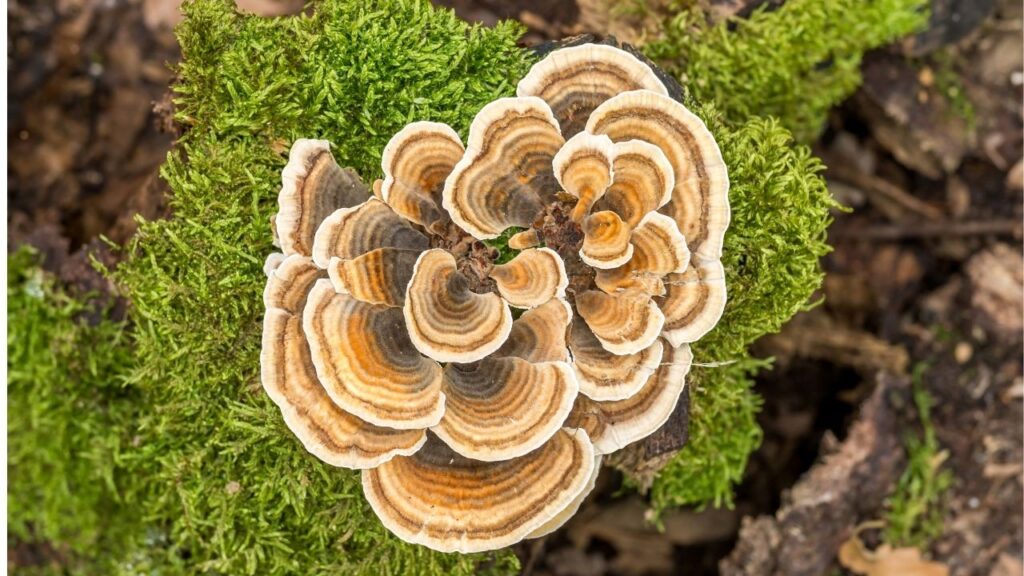 veterinarians often recommend turkey tail mushroom for dogs with cancer because it is one of the first supplements to get a veterinary medicine trial.