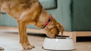 If your dog has Kidney disease dog cancer diet guidelines might seem confusing. It's easier than it seems to balance the two.