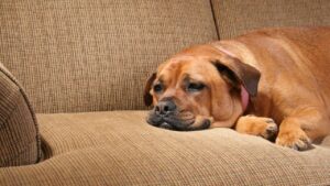 lethargy in dogs almost always warrants investigation to find the underlying cause.