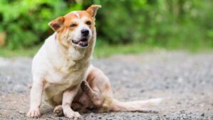 A low histamine diet for dogs may be helpful for dogs with mast cell tumors or allergies.