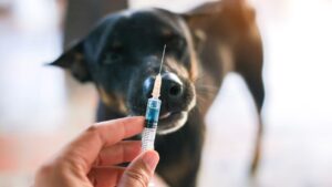 The dog melanoma vaccine is both helpful and safe.