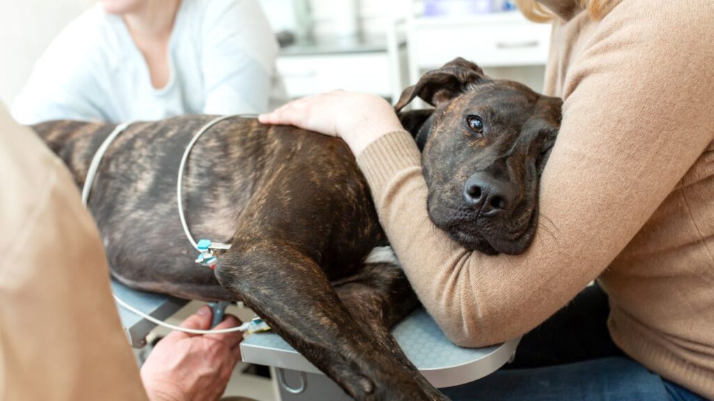Veterinarians will look for metastasis and local invasion to get a better idea of how aggressive your dog's cancer is.