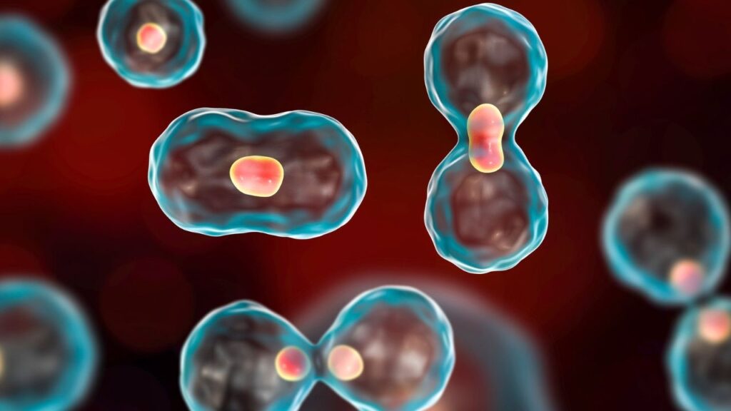 The mitotic index is a way to measure how many cells are dividing in a sample.